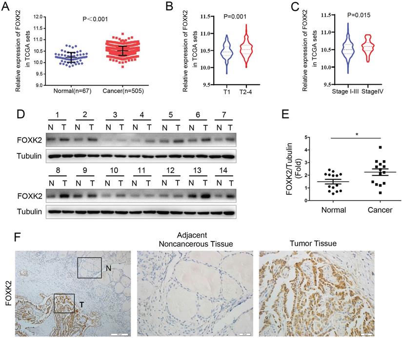 J Cancer Image