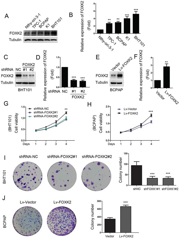 J Cancer Image