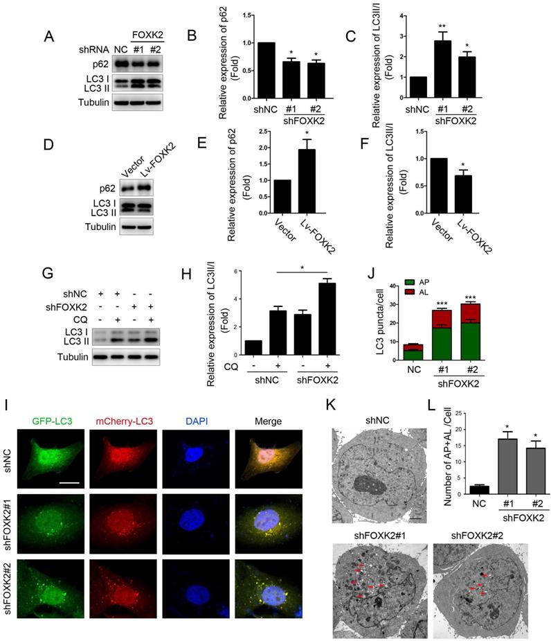 J Cancer Image