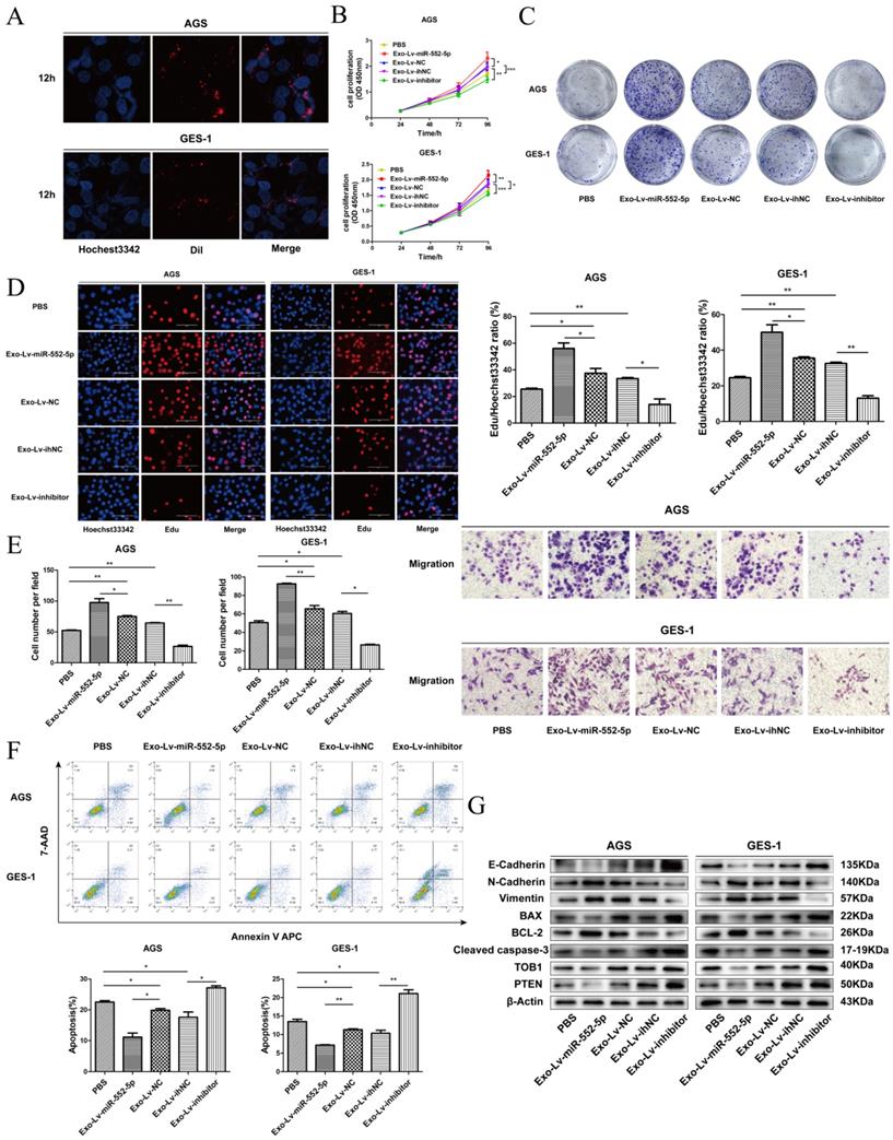 J Cancer Image