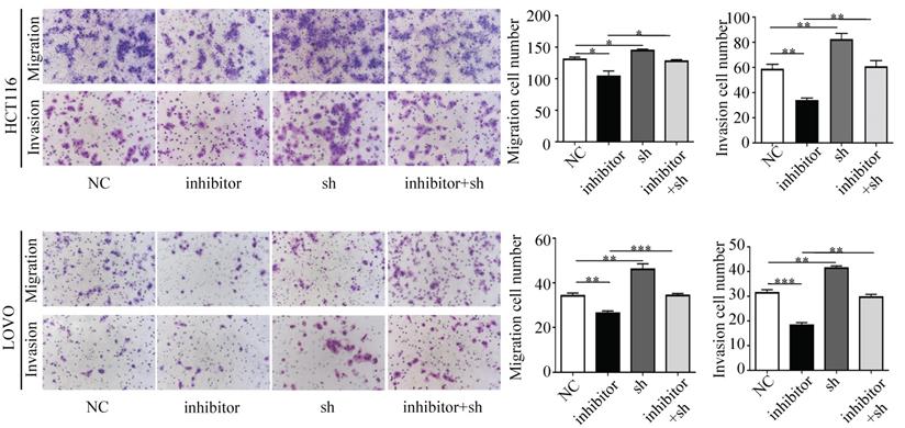 J Cancer Image