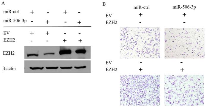 J Cancer Image