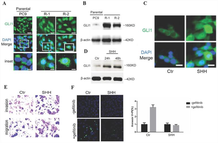 J Cancer Image