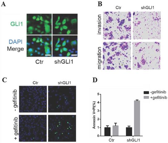 J Cancer Image