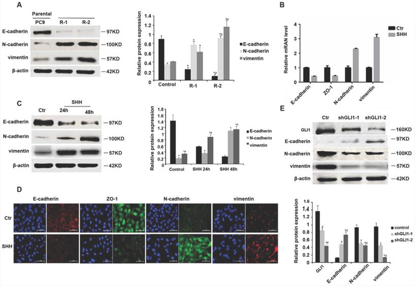 J Cancer Image