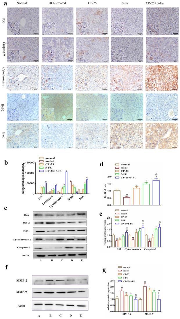 J Cancer Image