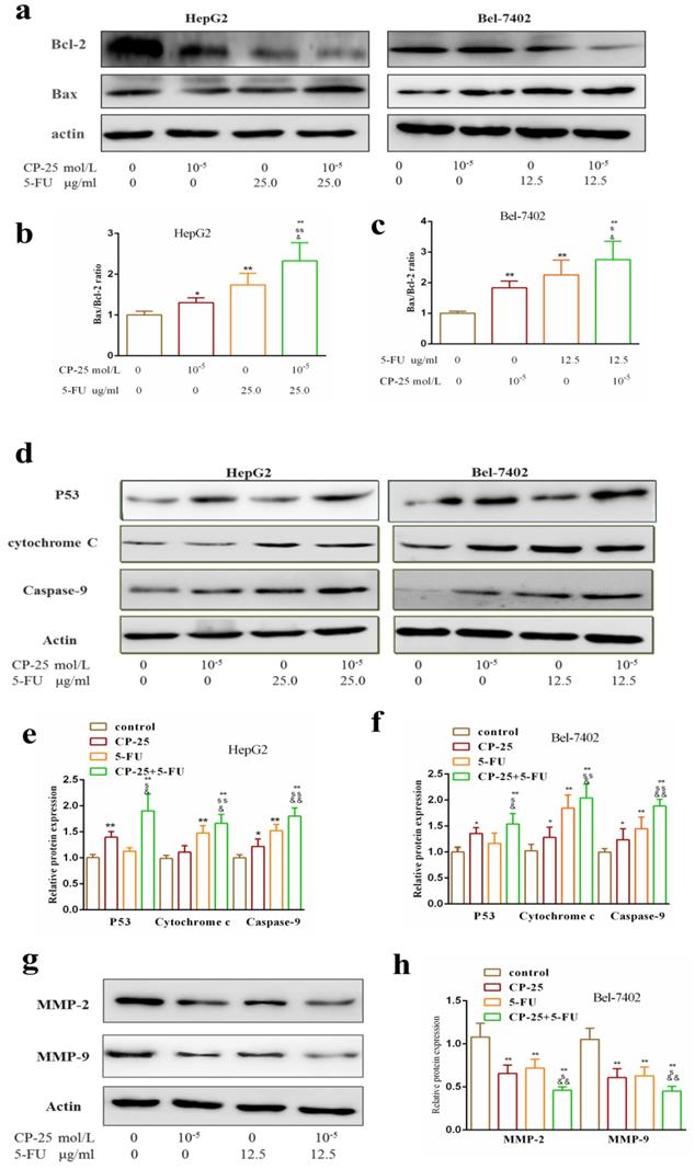 J Cancer Image