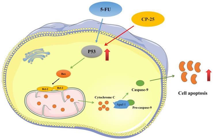 J Cancer Image