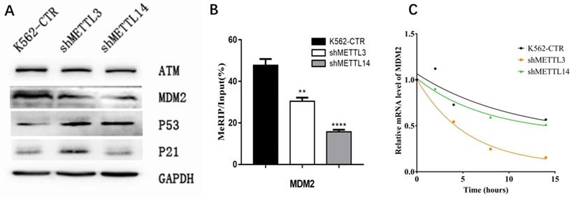 J Cancer Image