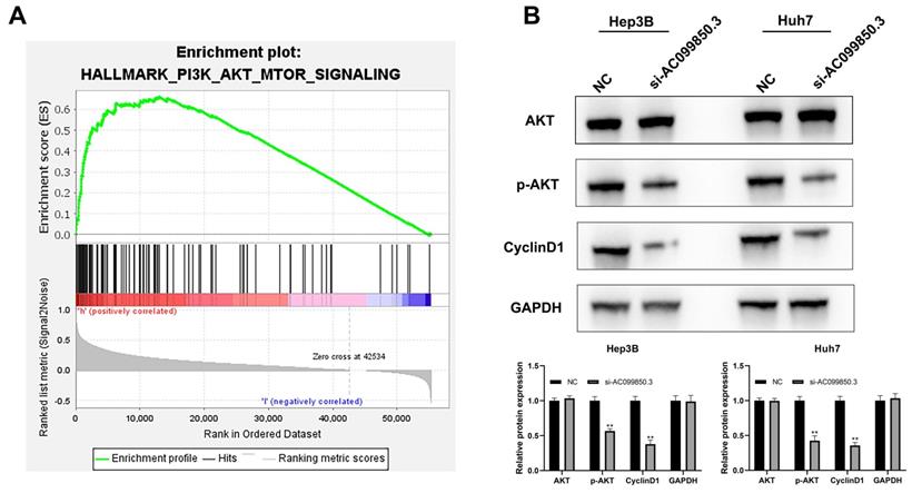 J Cancer Image