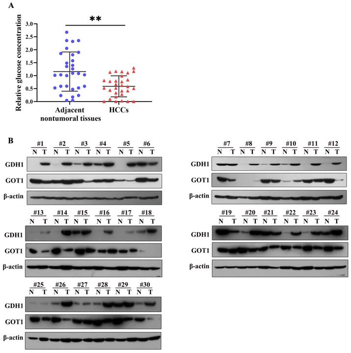 J Cancer Image