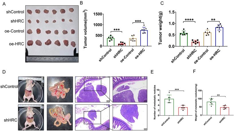 J Cancer Image