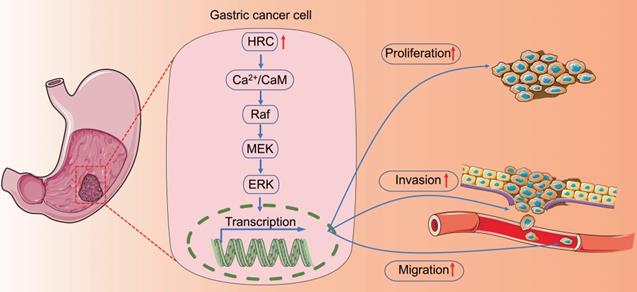 J Cancer Image