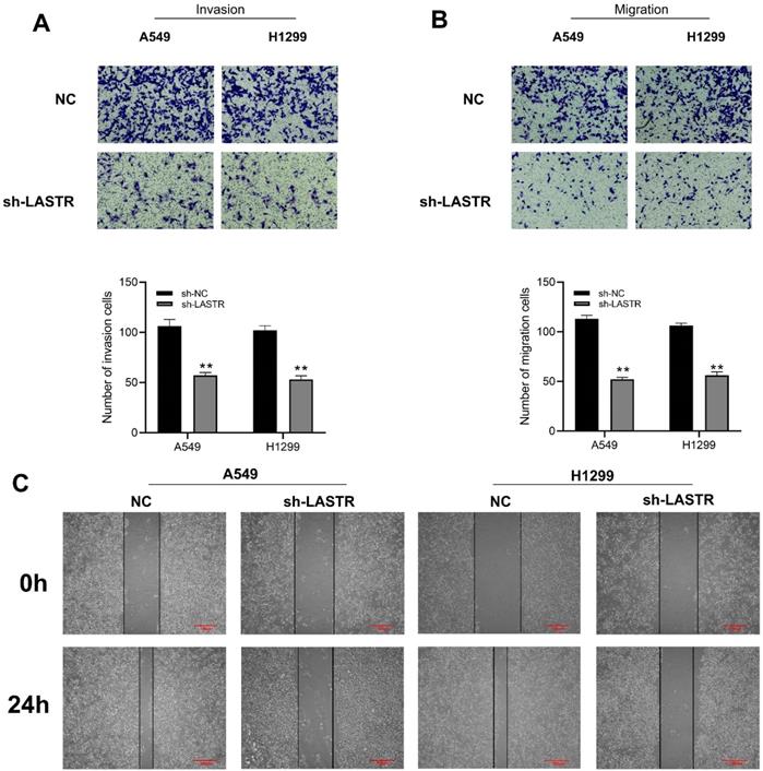 J Cancer Image