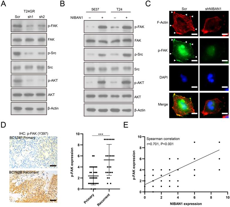 J Cancer Image