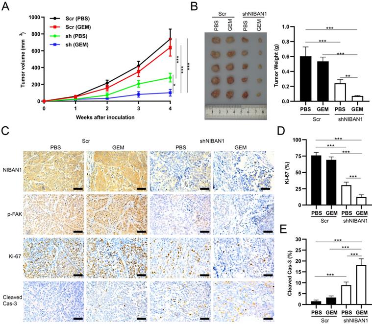 J Cancer Image