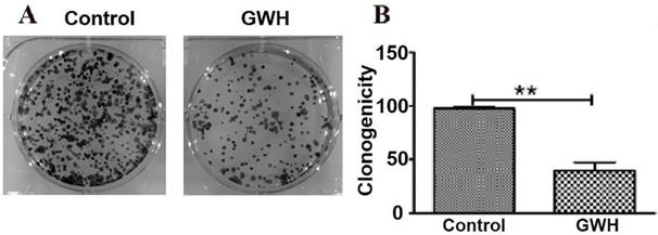 J Cancer Image