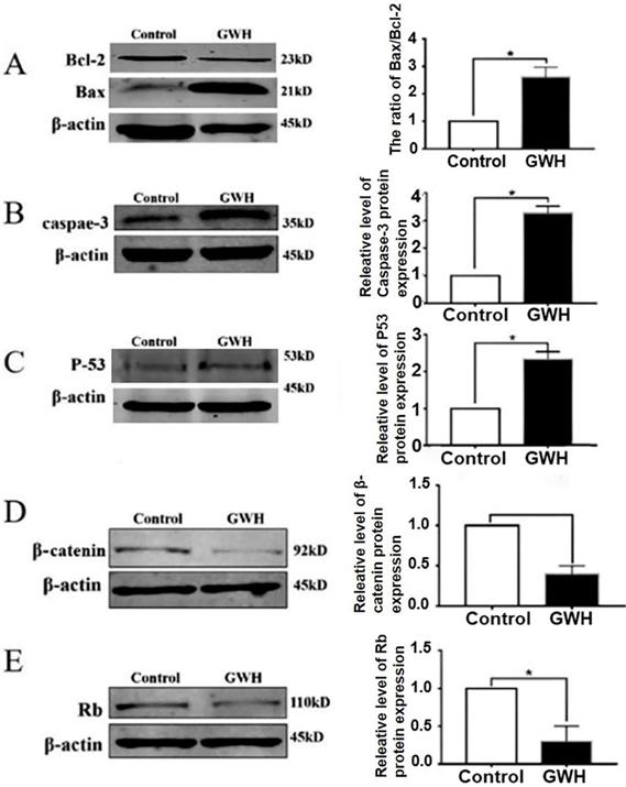 J Cancer Image