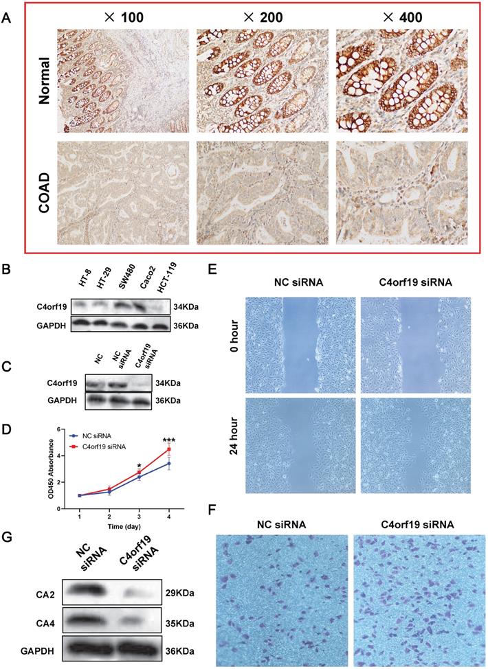 J Cancer Image