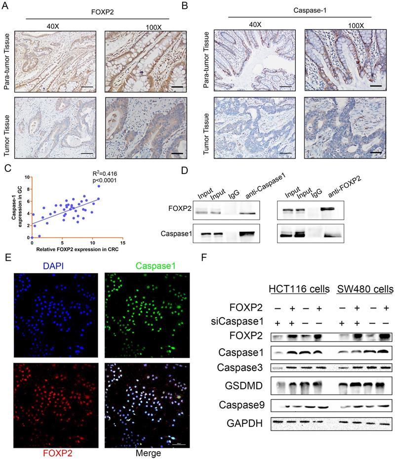 J Cancer Image