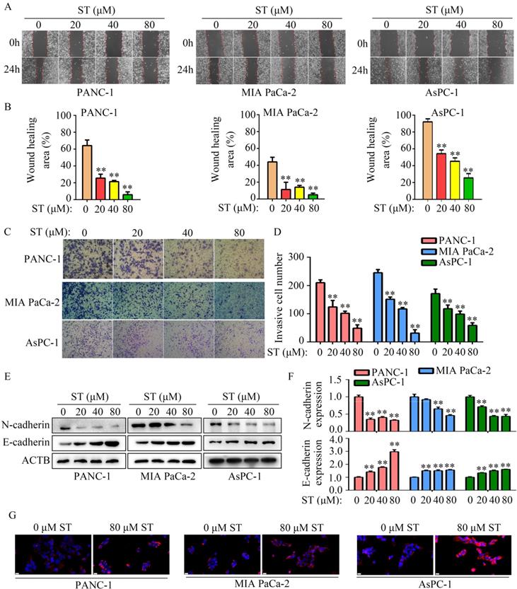 J Cancer Image