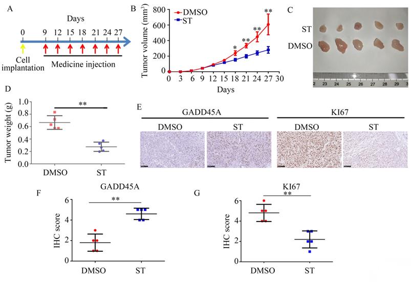 J Cancer Image