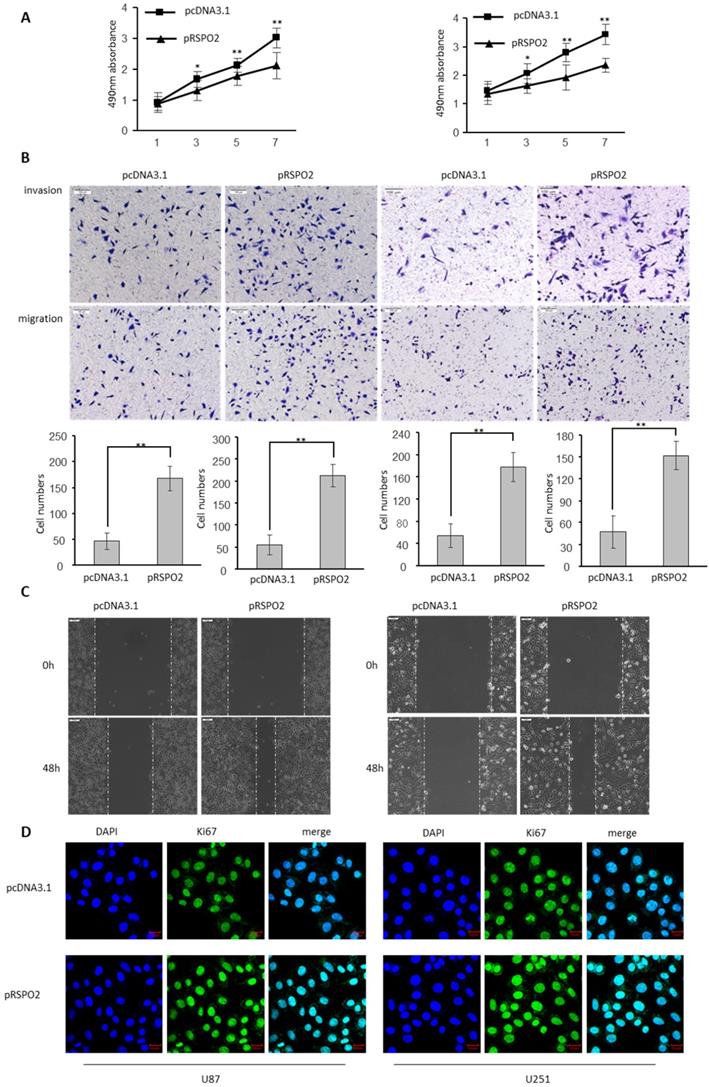 J Cancer Image