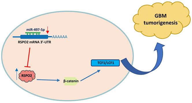 J Cancer Image