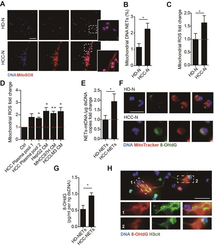 J Cancer Image