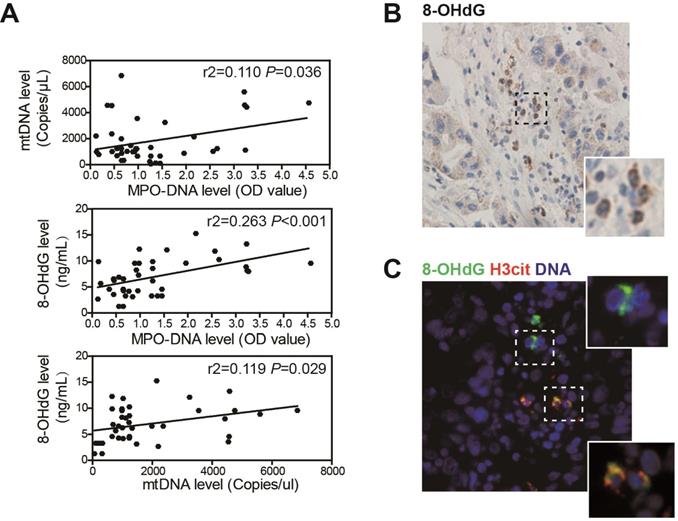 J Cancer Image