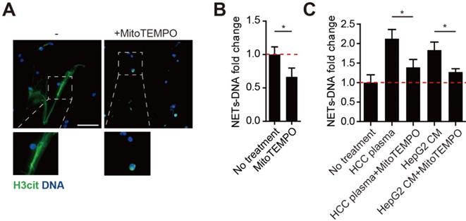 J Cancer Image