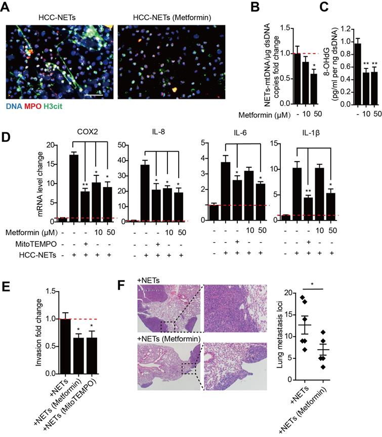 J Cancer Image