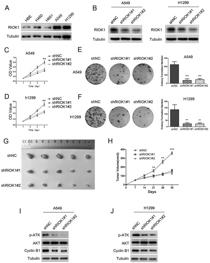 J Cancer Image