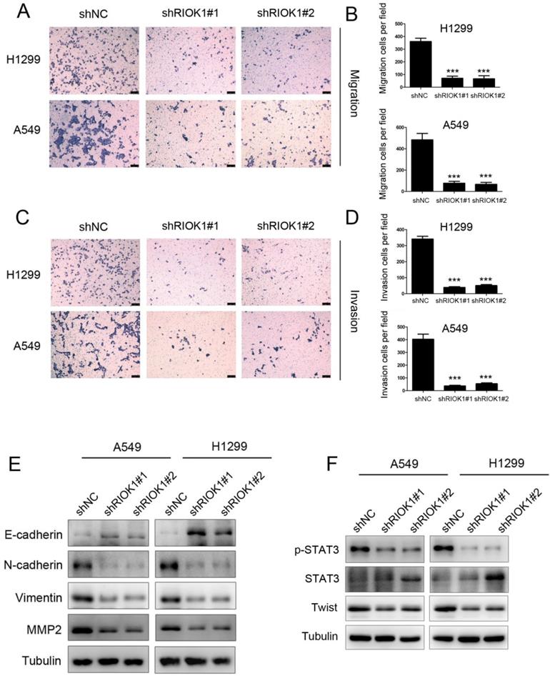 J Cancer Image