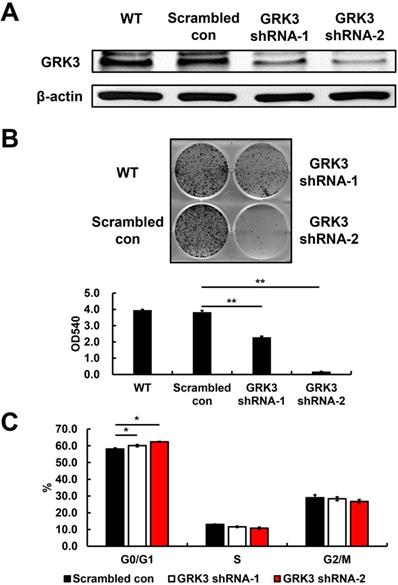 J Cancer Image