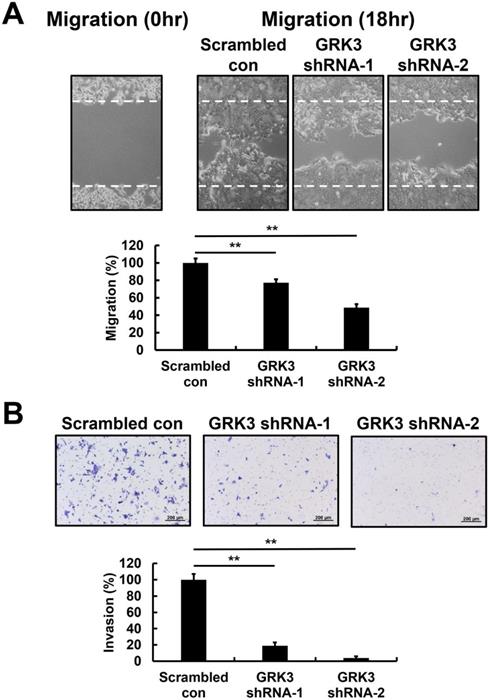 J Cancer Image