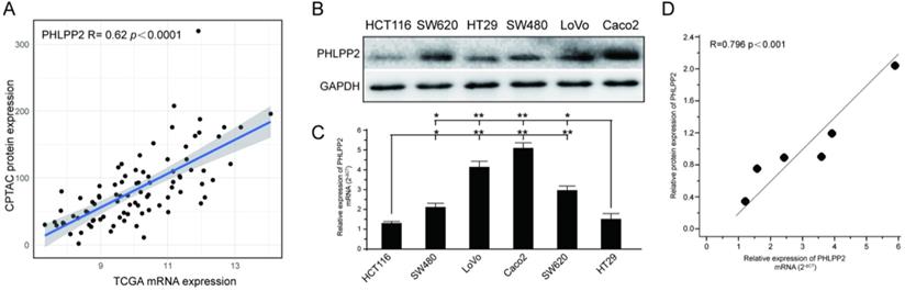 J Cancer Image