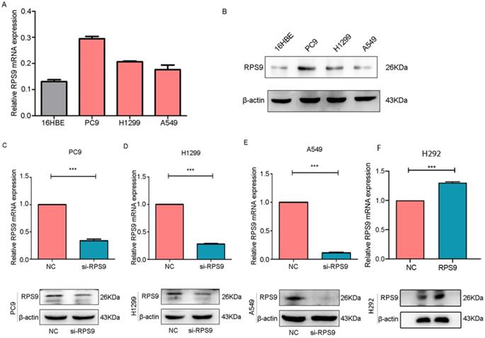 J Cancer Image