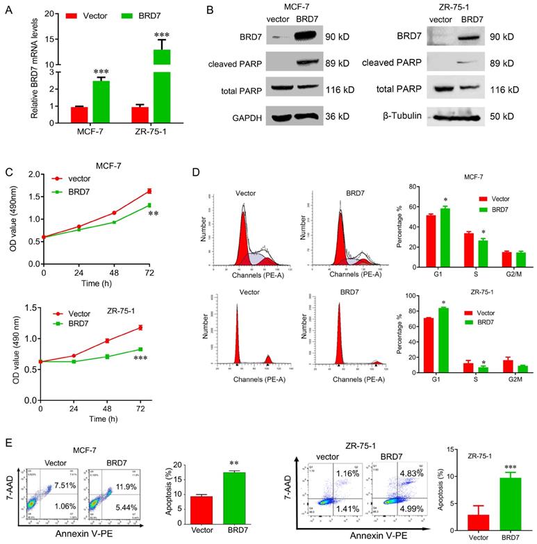 J Cancer Image