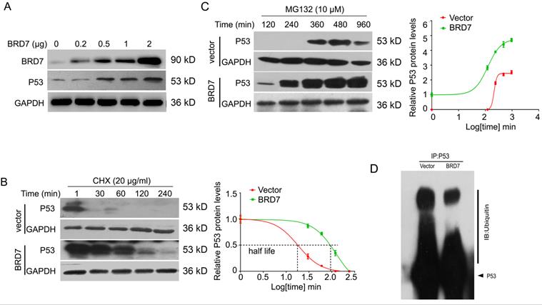 J Cancer Image