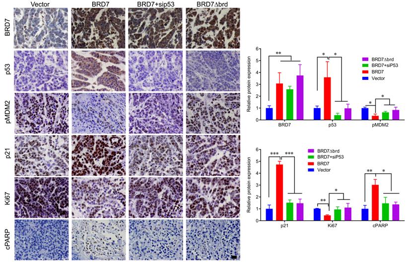 J Cancer Image