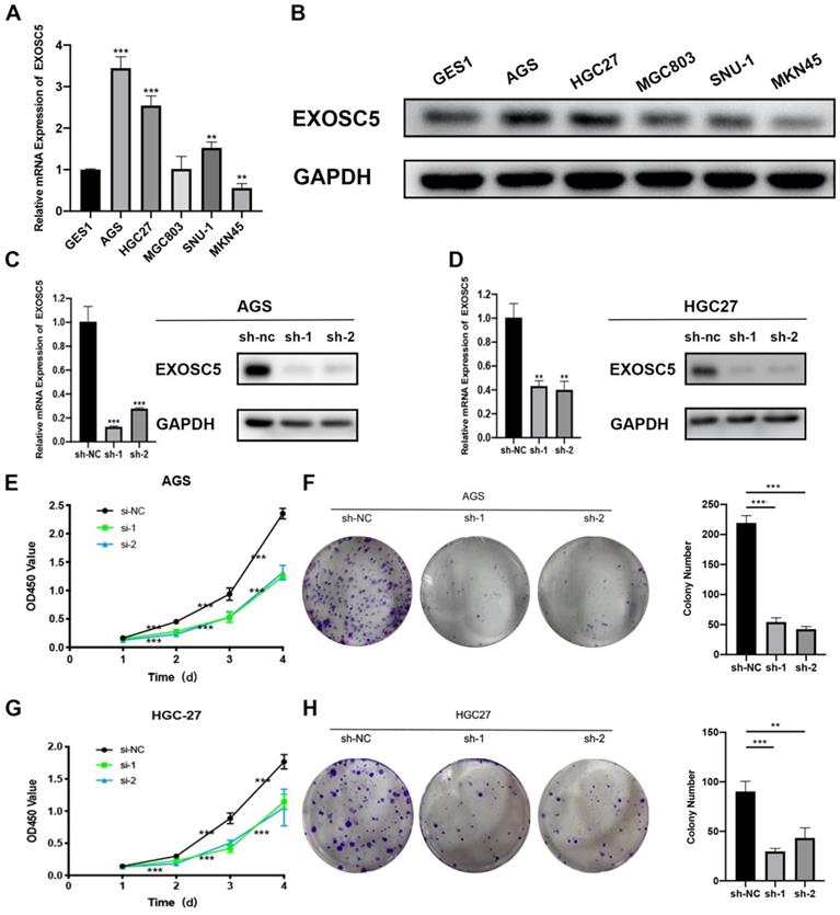 J Cancer Image