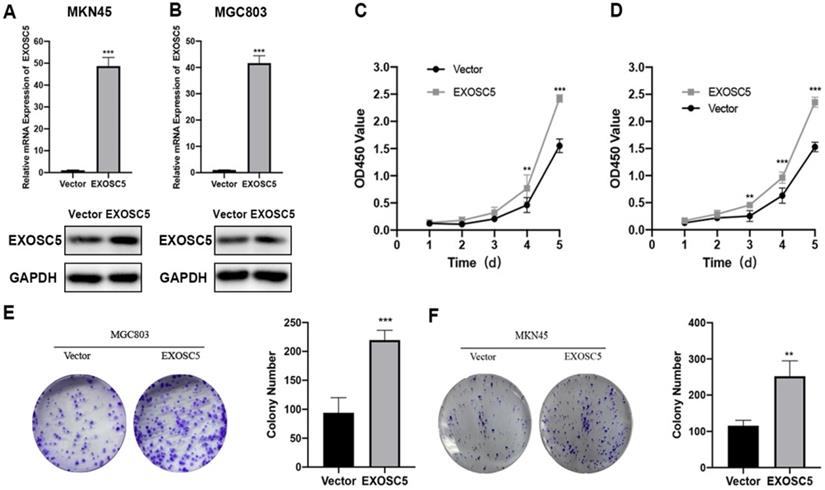 J Cancer Image