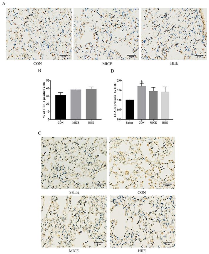 J Cancer Image