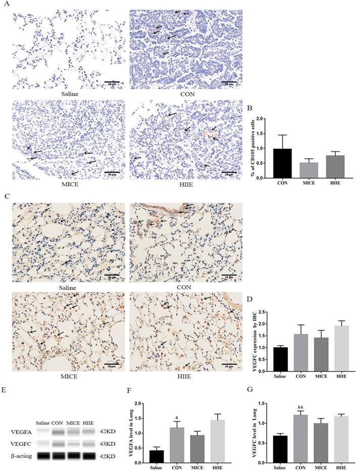 J Cancer Image