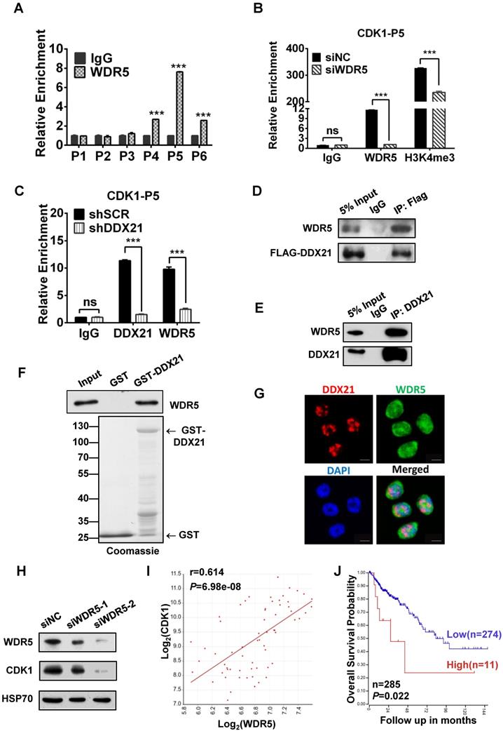 J Cancer Image