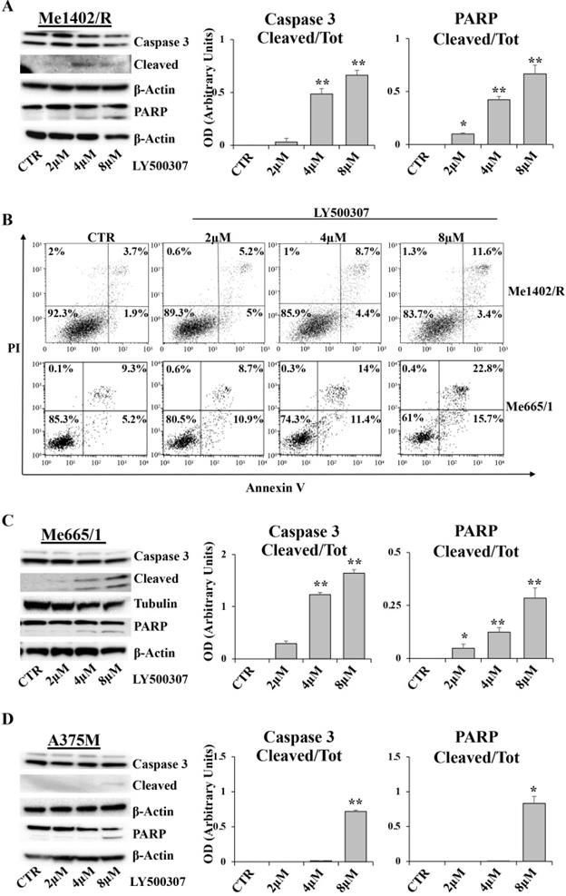 J Cancer Image