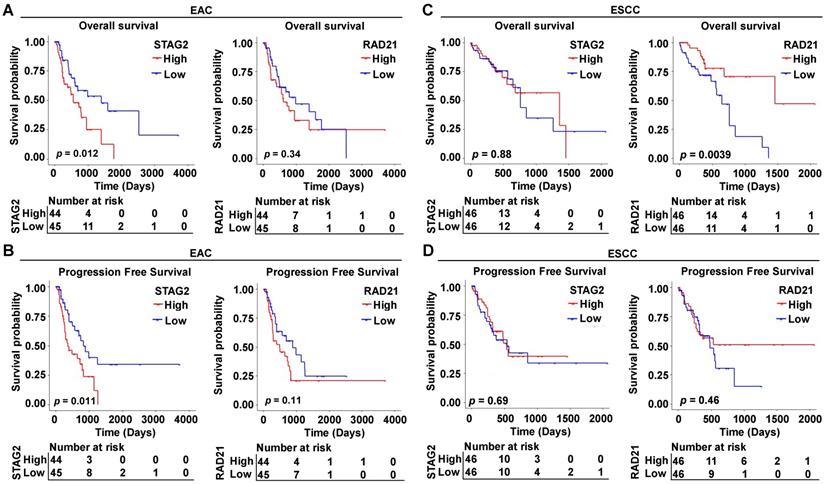 J Cancer Image