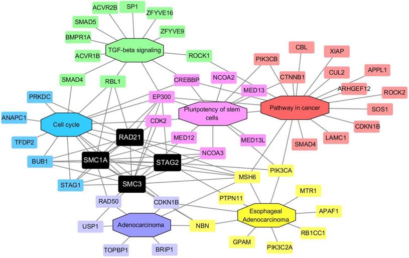 J Cancer Image