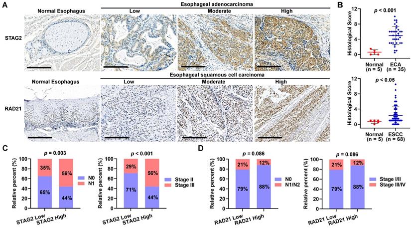 J Cancer Image